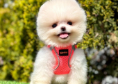 Safkan Pomeranian Boo Yavrularımız